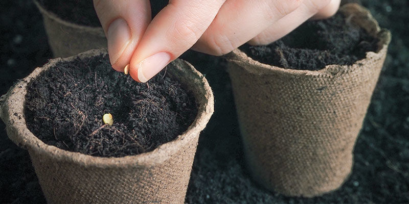 Hur du odlar khat How To Grow Khat
