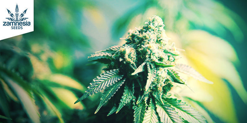 Gorilla Glue (Zamnesia Seeds) Feminiserade