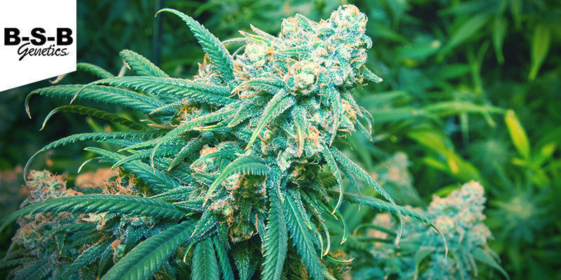 Lemon Haze (BSB Genetics) Feminiserade