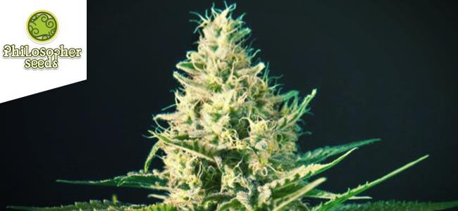 Black Bomb (Philosopher Seeds) Black Bomb (Philosopher Seeds)