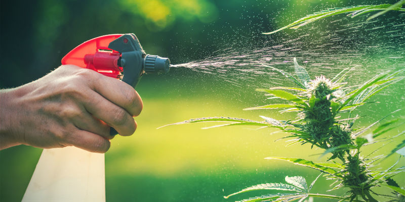 Foliar Sprays Cannabis Pests Foliar Sprays Cannabis Pests