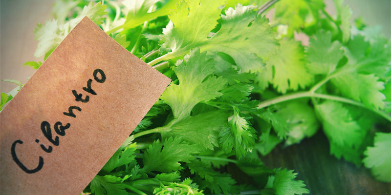 Följeplantering mot skadedjur på cannabis Följeplantering mot skadedjur på cannabis