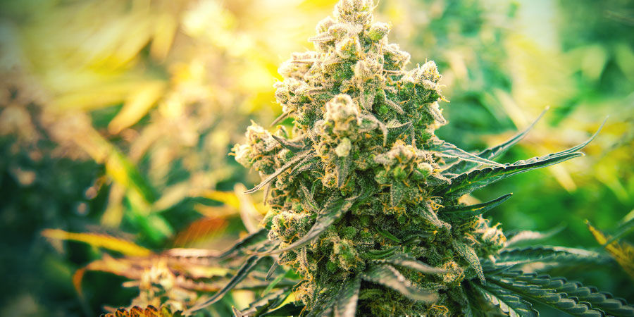 Cannabissorter att festa med Cannabissorter att festa med