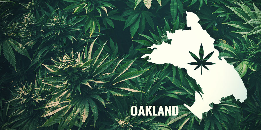 Historien bakom Auto Purple CousKush- Oakland HISTORIEN BAKOM AUTO PURPLE COUSKUSH- OAKLAND