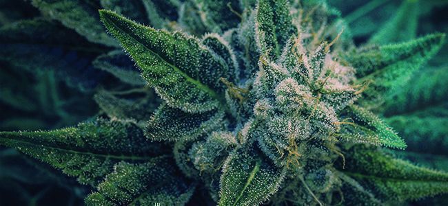 Välj den perfekta vintersorten PICK THE PERFECT WINTER STRAIN