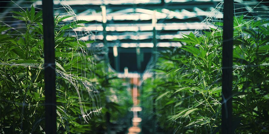 Boka en marijuanatur Boka en marijuanatur