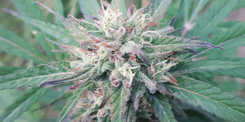 Ideala cannabissorter att använda i din badbomb IDEALA CANNABISSORTER ATT ANVÄNDA I DIN BADBOMB