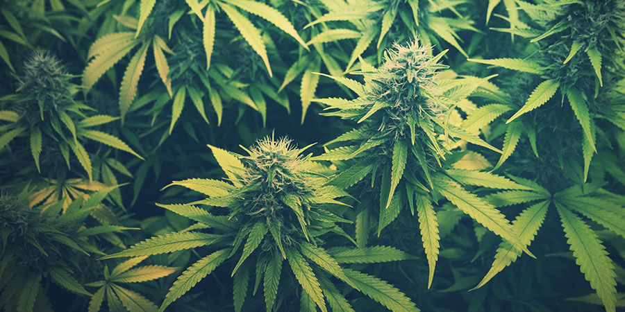 Var kommer CBD ifrån? Var kommer CBD ifrån?