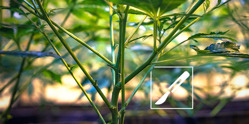 7–10 Days Before Harvest 7–10 Days Before Harvest