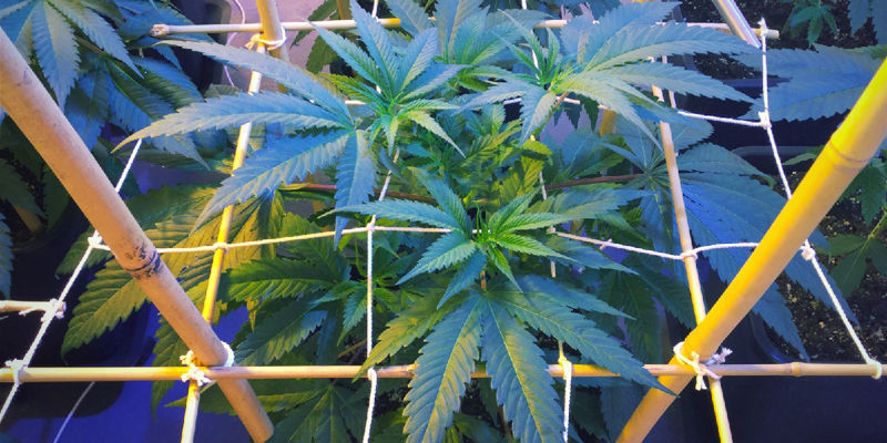 Under den vegetativa fasen During The Vegetative Phase