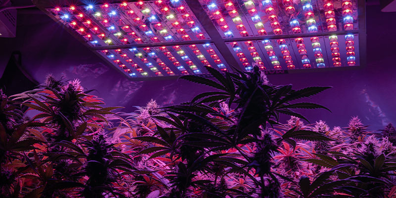 Start Of The Flowering Period Start Of The Flowering Period