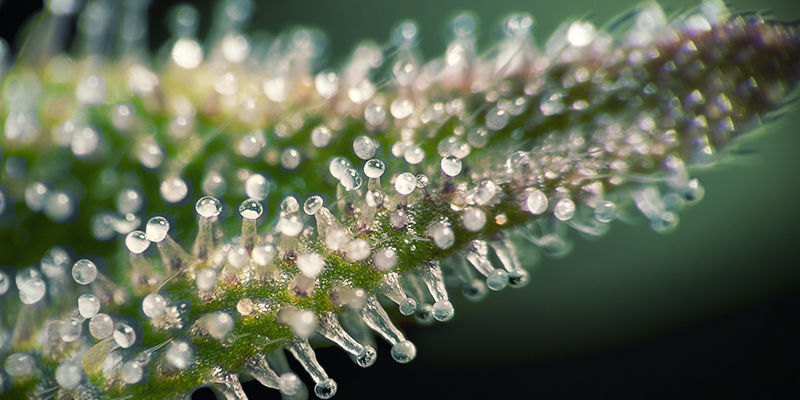Vad är trikomer? What Are Trichomes?