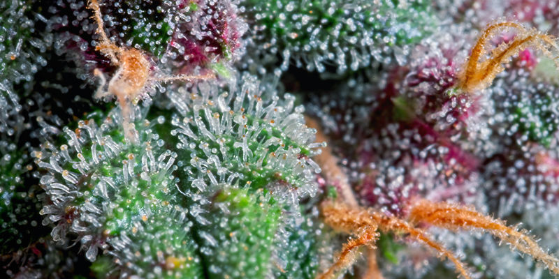 Hur trikomer ser ut när de är klara What Trichomes Look Like When They're Ready