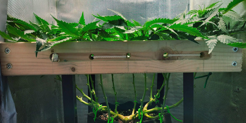 Varför är ”bra” stress viktig för trikomproduktionen? Why Is “Good” Stress Important For Trichome Production?