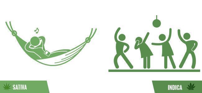 Rökarmisstag: indica och sativa