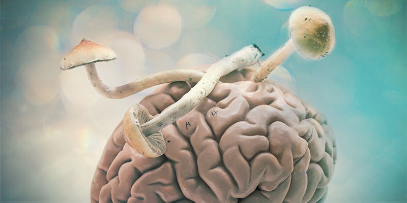 Psilocybin & The Brain Psilocybin & The Brain