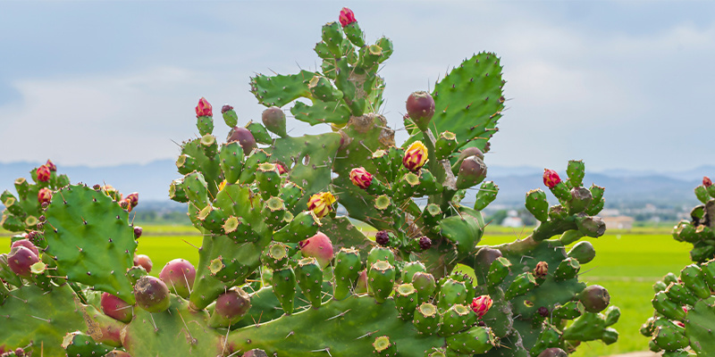 5 vanligaste misstagen vid kaktusskötsel 5 most common cactus care mistakes
