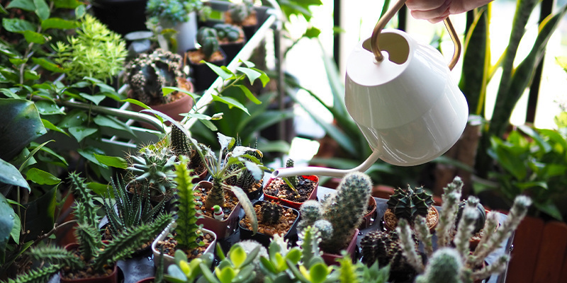 Övervattning av kaktusar Overwatering cacti