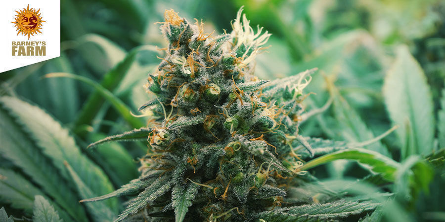 Bubba Kush Bubba Kush