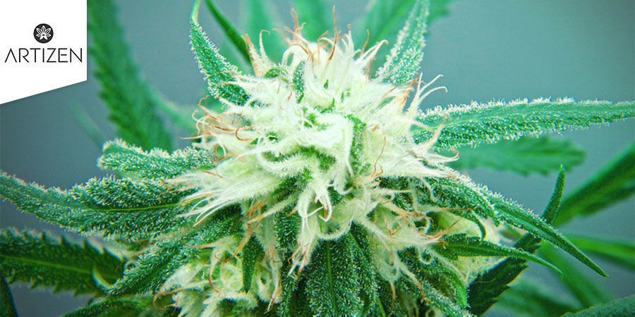 Blue Dream Blue Dream