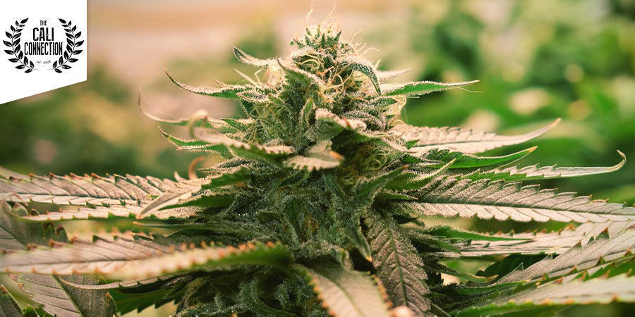 Girl Scout Cookies Girl Scout Cookies