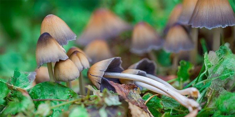 En medveten väg framåt: Entheogener i den moderna världen A conscious path forward: Entheogens in the modern world