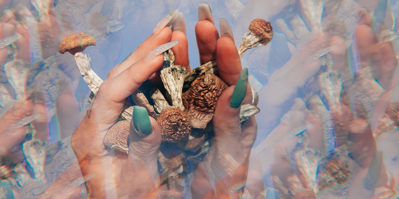 Psilocybin mushrooms Psilocybin mushrooms
