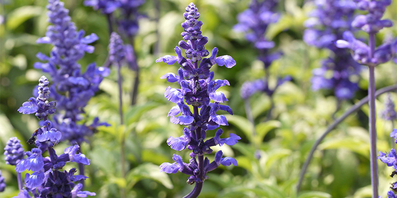 Salvia divinorum Salvia divinorum