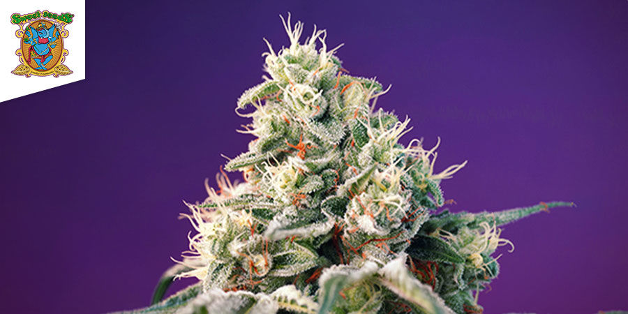 Bruce Banner Auto av Sweet Seeds Bruce Banner Auto By Sweet Seeds
