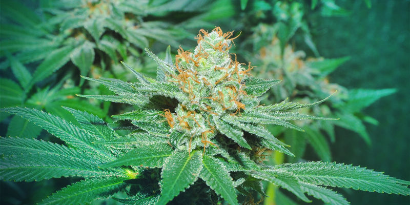Var började allt för Super Sativa Seed Club? WHERE DID IT ALL START FOR SUPER SATIVA SEED CLUB?