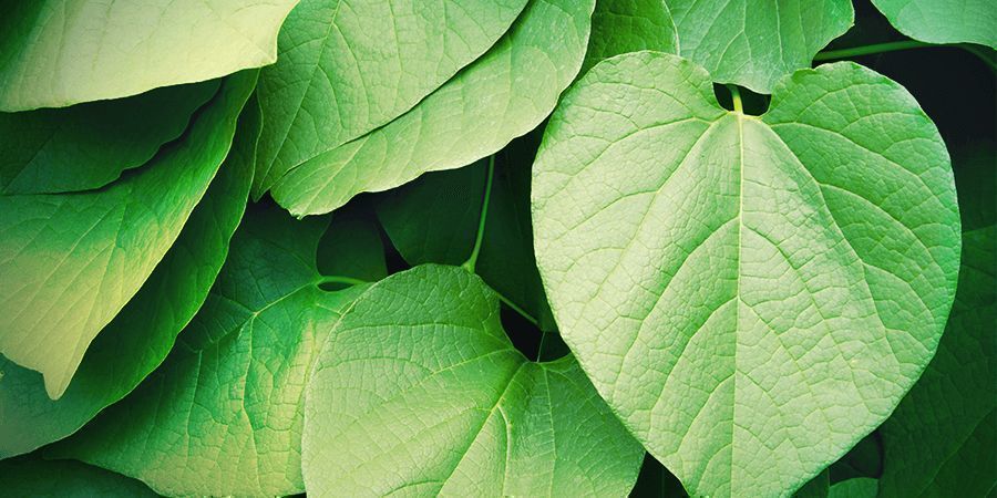 Kava Kava