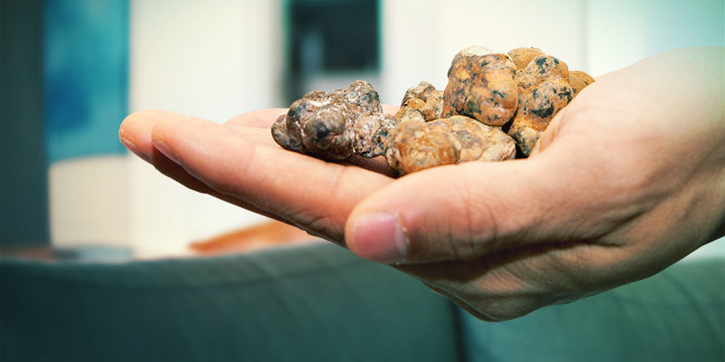 Galindoi-tryfflar (sklerotier) Galindoi Truffles (Sclerotia)