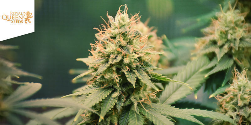 Amnesia Haze Amnesia Haze