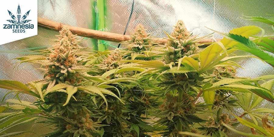 Blue Dream (Zamnesia Seeds) Blue Dream (Zamnesia Seeds)