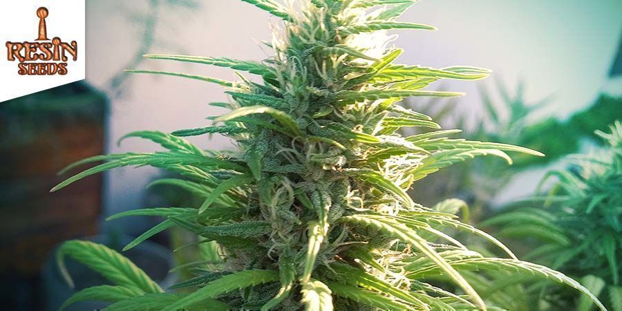 Cannatonic (Resin Seeds) Cannatonic (Resin Seeds)