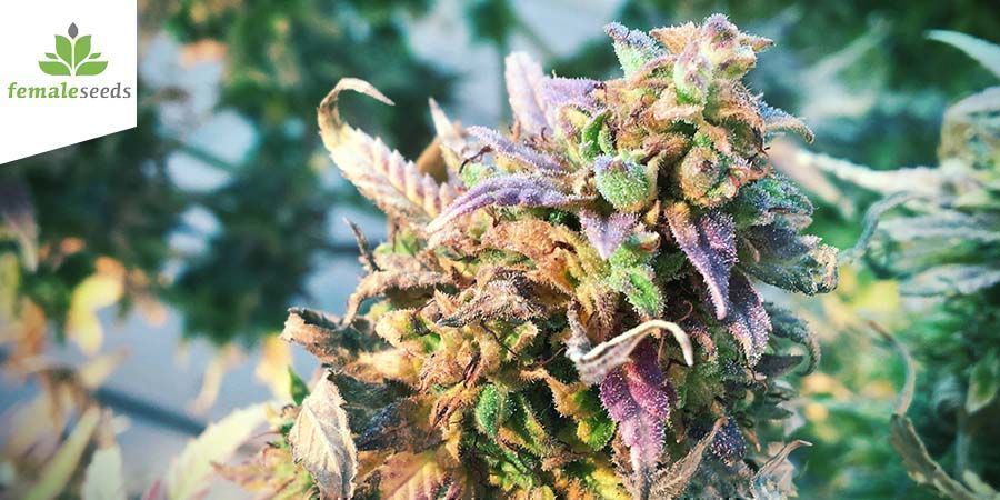Lemon Kush (Female Seeds) Lemon Kush (Female Seeds)