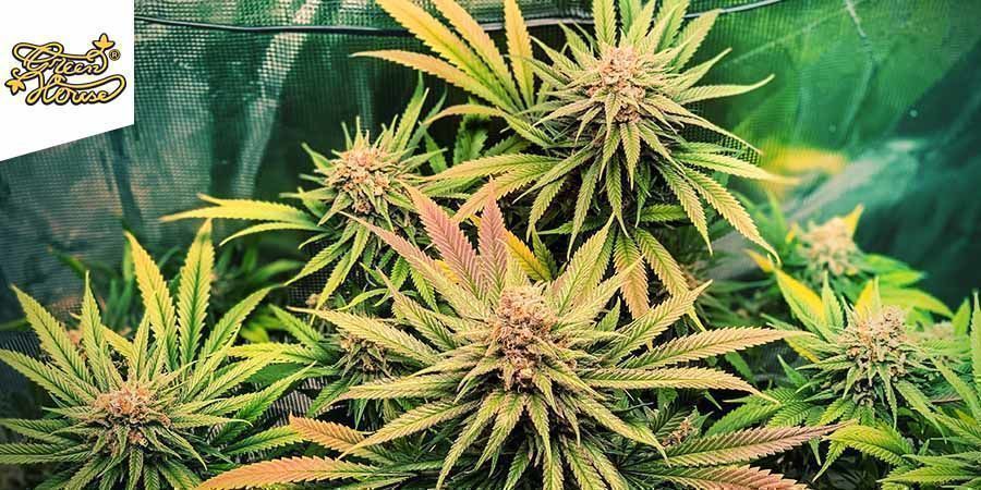Super Lemon Haze (Greenhouse Seeds) Super Lemon Haze (Greenhouse Seeds)