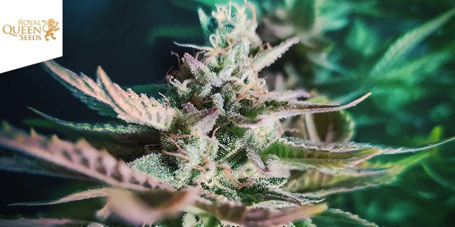 Green gelato (Royal Queen Seeds) Green gelato (Royal Queen Seeds)