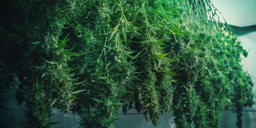 Så undviker du möglig cannabis How To Avoid Moldy Cannabis