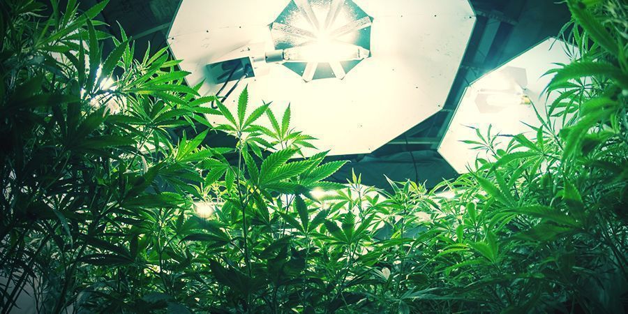 Autoflowering Cannabis Plants Autoflowering Cannabis Plants
