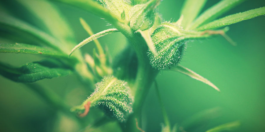 Kvinnliga cannabisplantor