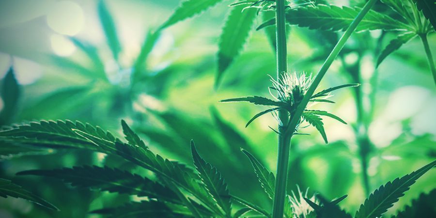 Unga cannabisblommor young cannabis buds