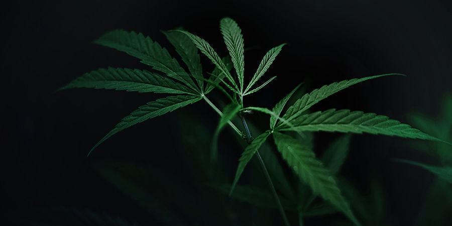 Cannabisplantors mörkperiod Cannabis Plants Dark Cycle