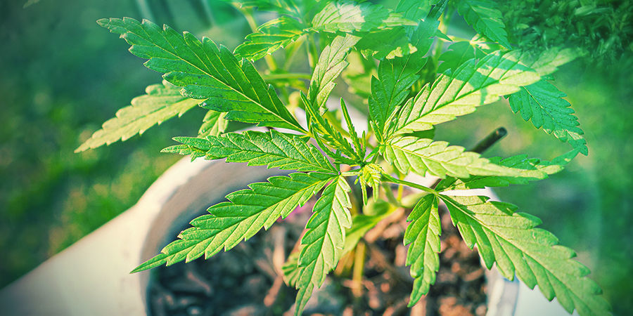 Blommande cannabisplanta Blommande cannabisplanta