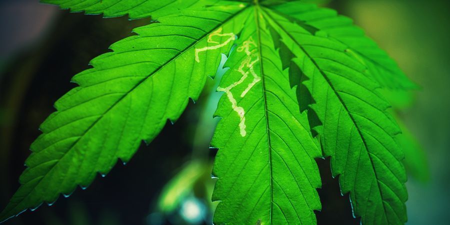 Vanliga problem i cannabisodlingen