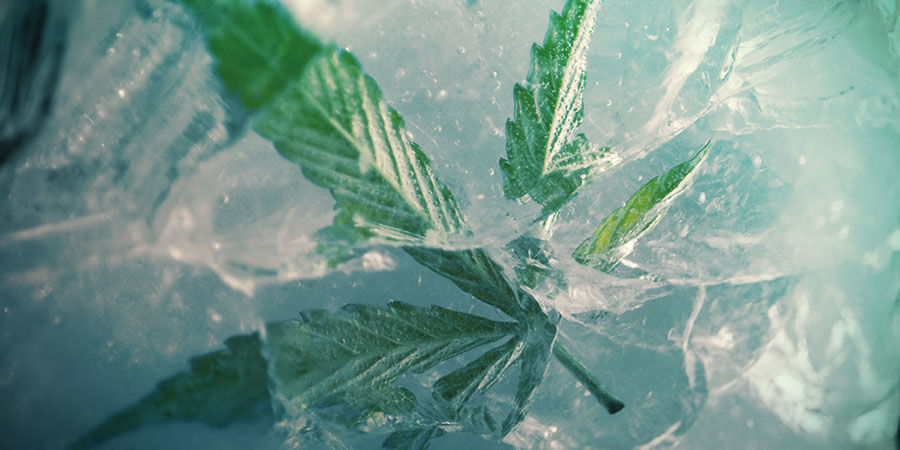 Är det en bra idé att frysa din cannabis? Är det en bra idé att frysa din cannabis?