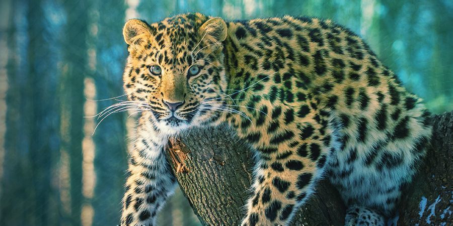 Jaguarer – ayahuasca (Banisteriopsis caapi) Jaguars That Love To Get High - Ayahuasca (Banisteriopsis Caapi)