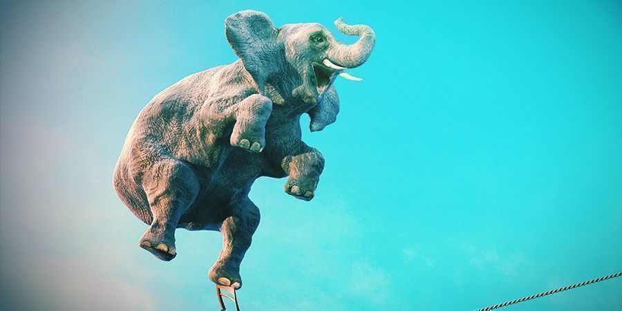 Elefanter – alkohol och iboga Elephants That Love To Get High - Alcohol and Iboga