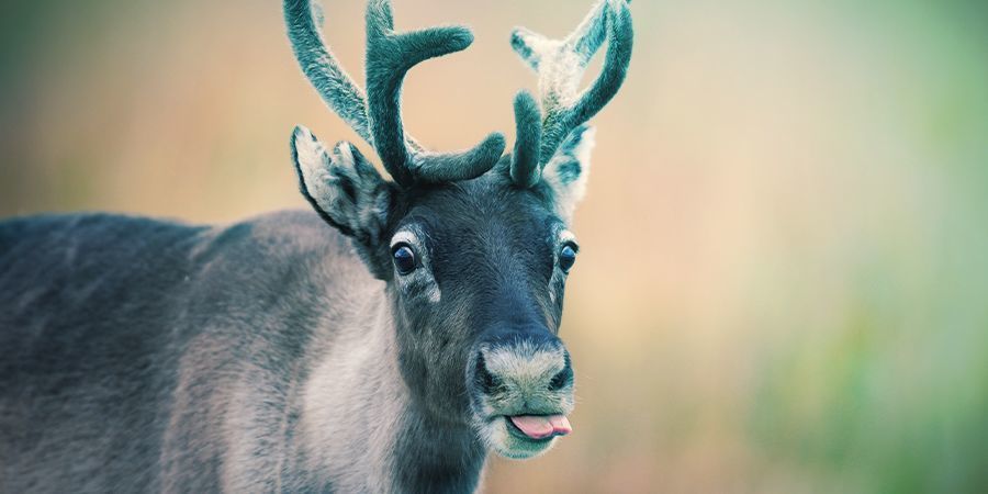 Ren – röd flugsvamp Reindeer That Love To Get High - Fly Agaric