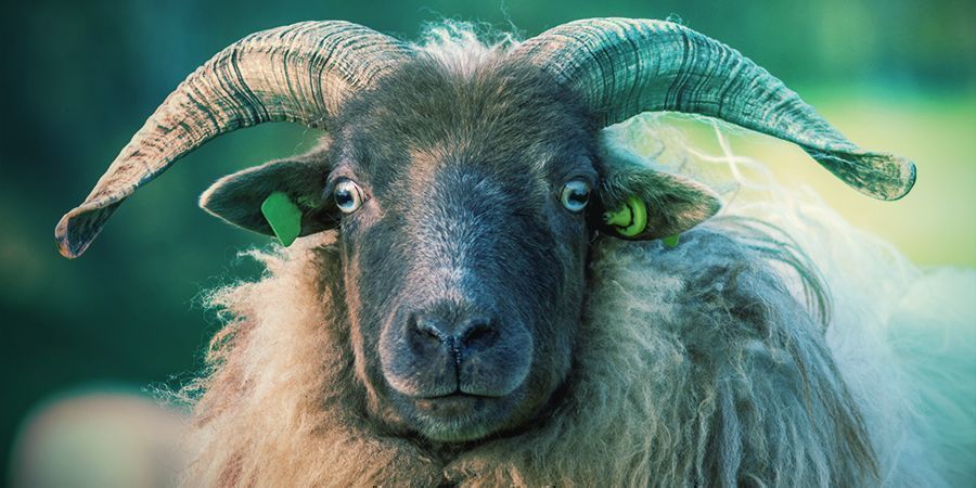Bighorn sheep – narkotisk lav Bighorn sheep som älskar att bli höga – narkotisk lav